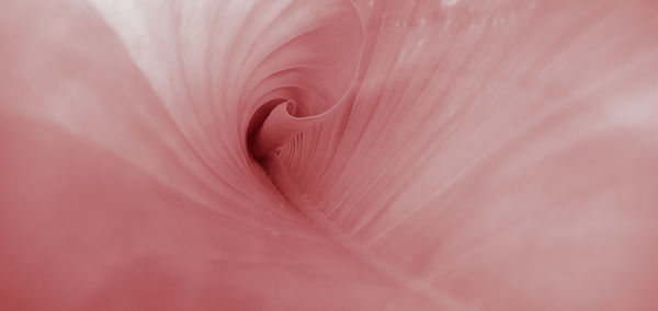 Full frame shot of pink flowering plant