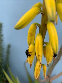 Close-up of yellow flowering plant