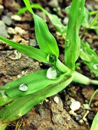 Close-up of green insect on plant