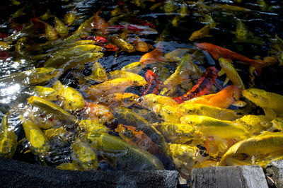 High angle view of fish swimming in water