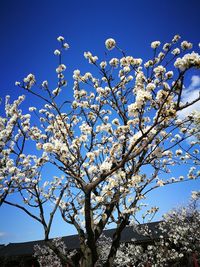 Low angle view of cherry blossoms against blue sky