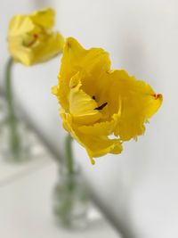 Close-up of yellow flower blooming outdoors