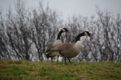 Canada geese on field against bare trees