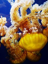 Close-up of yellow underwater