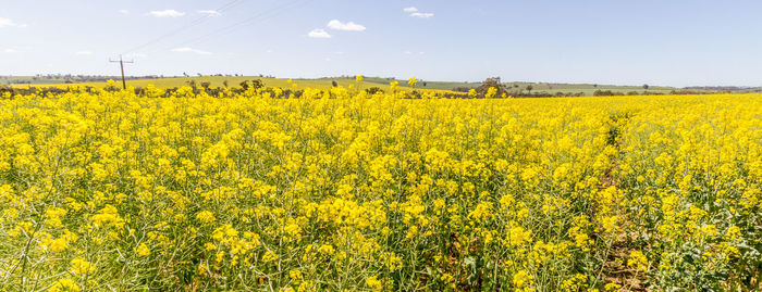 Scenic view of oilseed rape field against sky