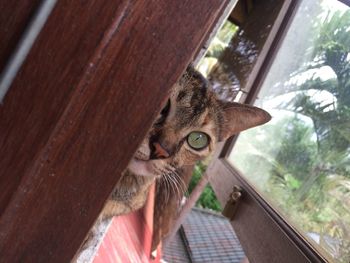 Close-up of cat looking through window
