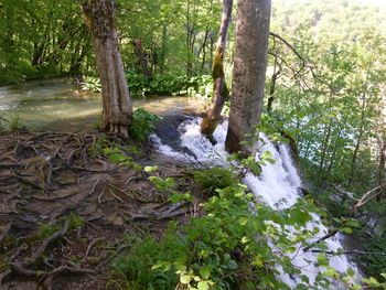 Scenic view of forest