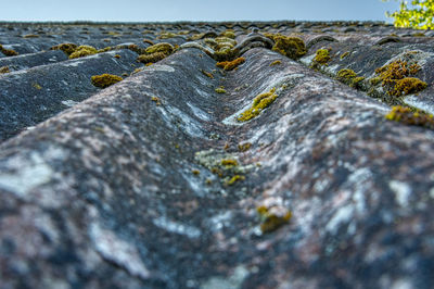 Close-up of lichen on rock