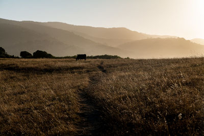 Trail leading out to misty hills past cow in field during sunset
