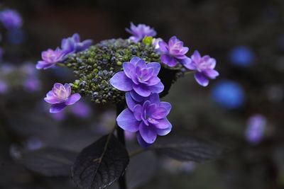 Close-up of purple flowers blooming outdoors