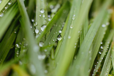 Close-up of raindrops on grass