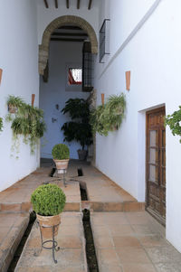 Potted plants outside building