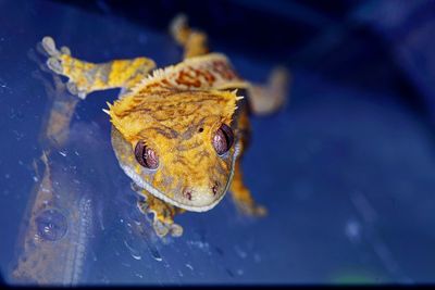 Close-up of frog in water