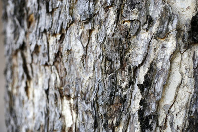 Full frame shot of tree trunk