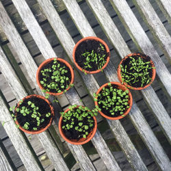 High angle view of potted plants on table