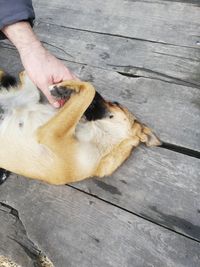 High angle view of person with dog on wooden floor