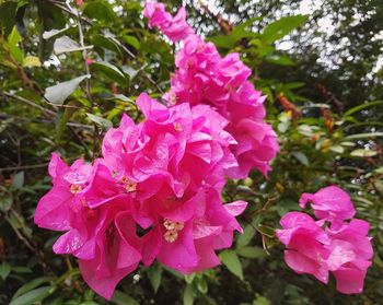 Close-up of pink flowers blooming in garden