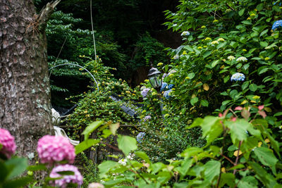 Flowers growing on tree