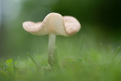 A line mushroom in the grass. 