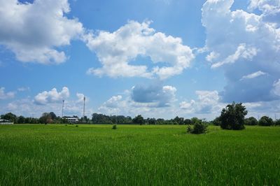 Scenic view of agricultural field against sky