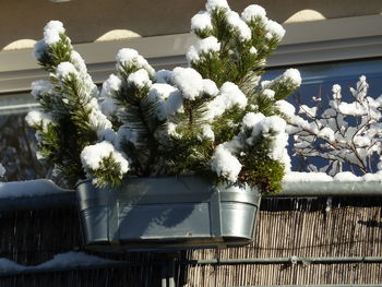 Close-up of flower plants in balcony