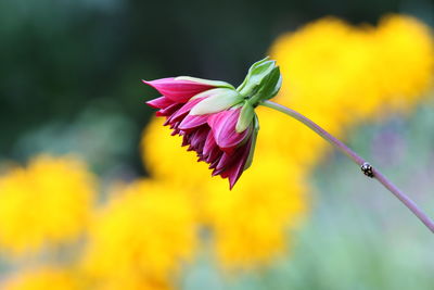 Close-up of pink flowering plant