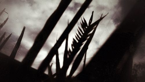 Close-up of plants against the sky