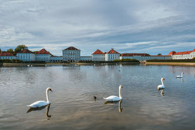 Swans in a lake