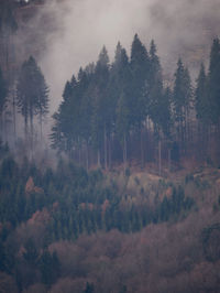 Pine trees in forest against sky