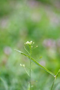 Close-up of flowering plant on field