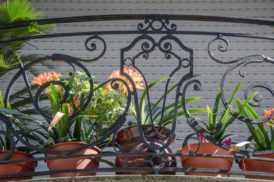 Close-up of plants