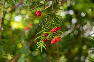 Low angle view of red flowers