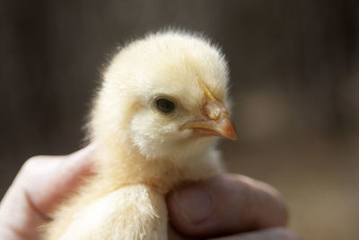 Cropped image of person holding chick