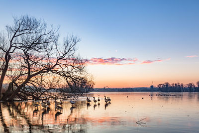Geese on frozen lake against sky
