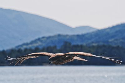 Close-up of bird flying over mountain