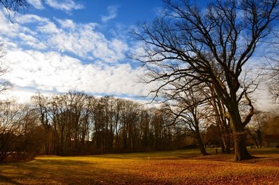 View of bare trees in forest