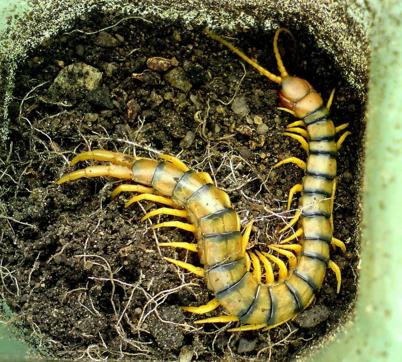 Scolopendra cingulata