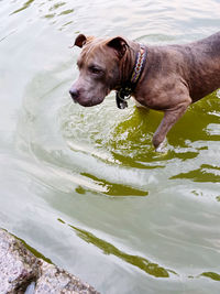 Nala in a water