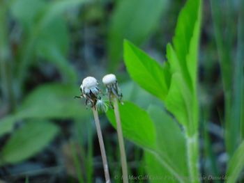 Close-up of insect on plant