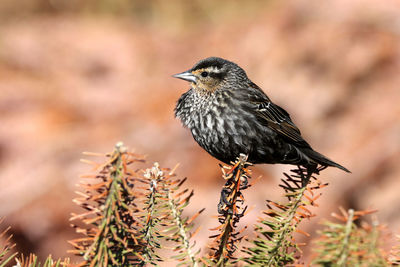 Close-up of bird perching on a plant