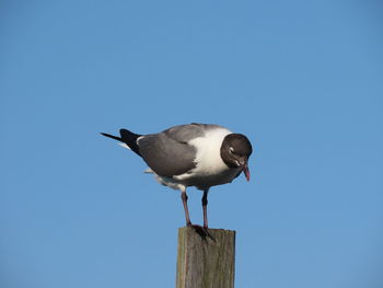 Closeup of a laughing gull