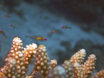 Close-up of fish swimming in sea