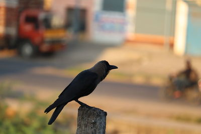 Close-up of bird perching on wood