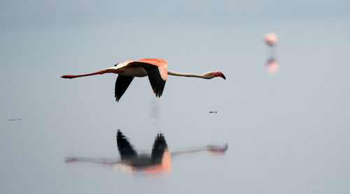 Bird flying over a lake