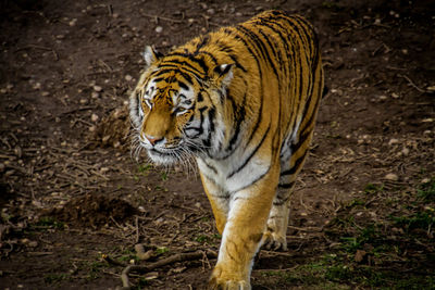 Close-up of tiger walking outdoors