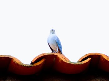 Close-up of bird perching on metal against sky