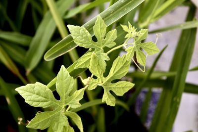 Close-up of fresh green leaves
