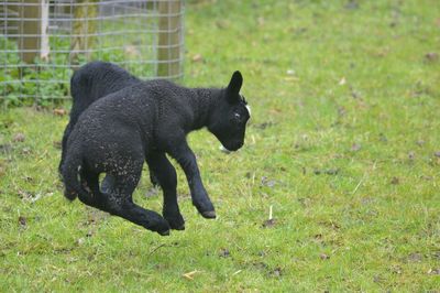 Black dog on grassy field