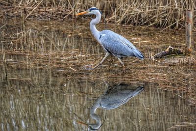 High angle view of gray heron perching on a lake