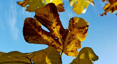 Its winter and the leaves are so yellow and brown on the fig tree